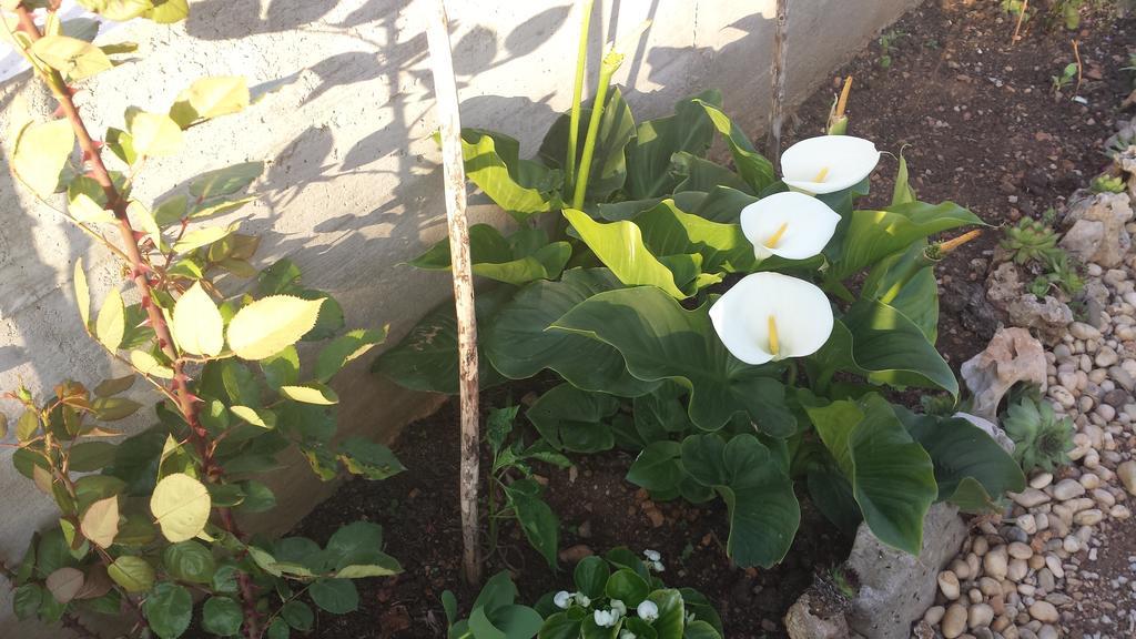 Apartments Vidovic Vodice Rom bilde